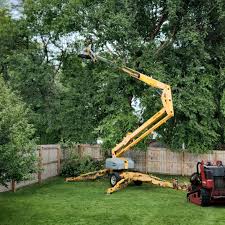 How Our Tree Care Process Works  in Gunnison, UT